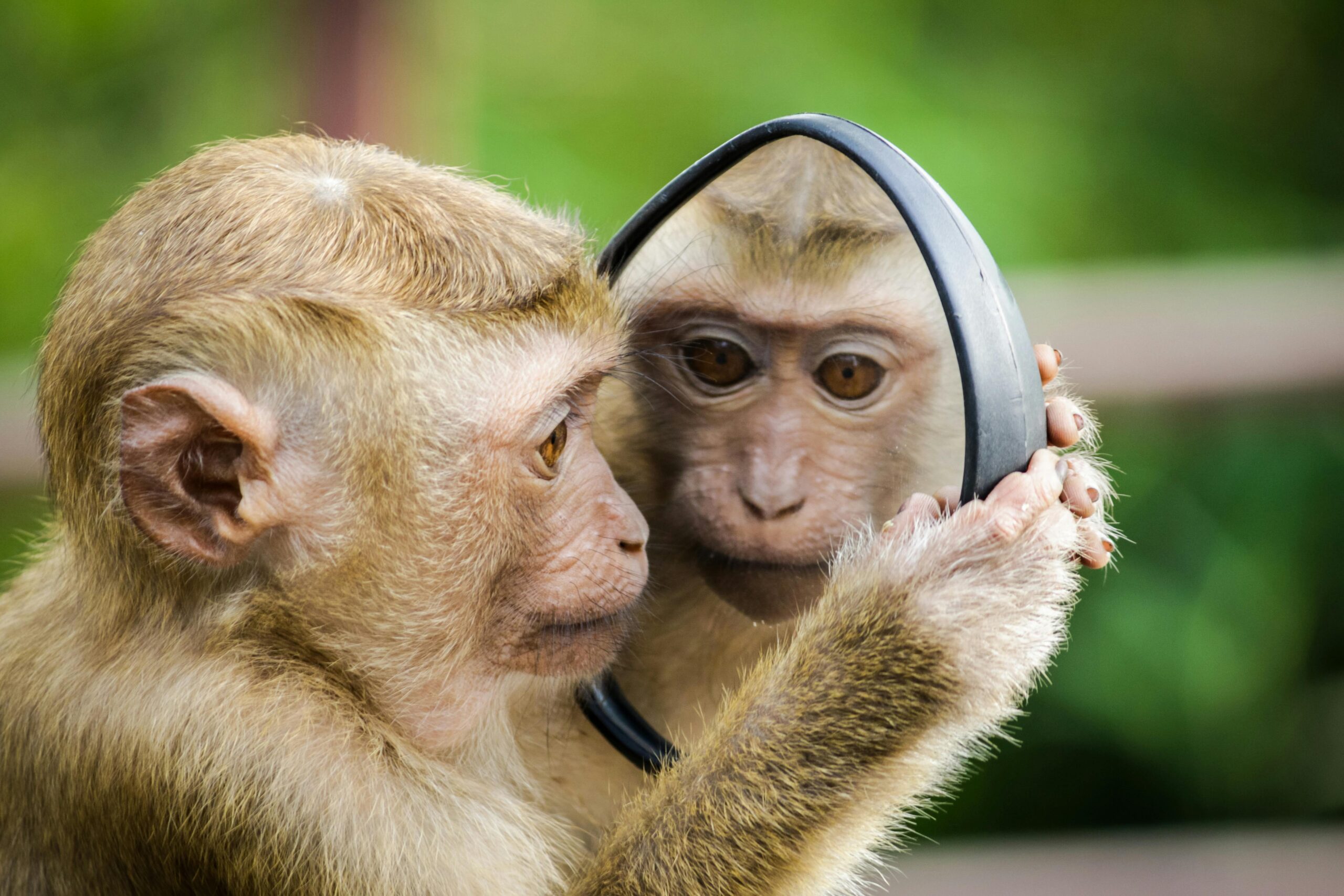 Macaco olhando seu reflexo em um espelho pequeno, representando a autodescoberta da idade biológica real versus idade cronológica