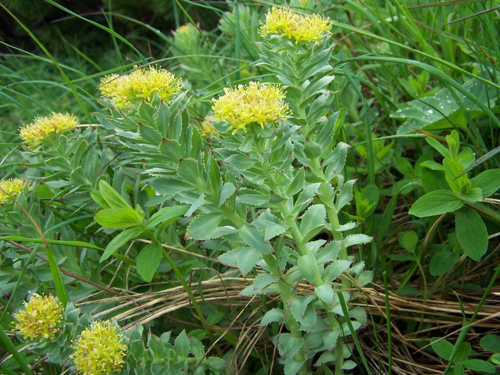 Rhodiola Rosea: Adaptógeno Para Stress e Performance