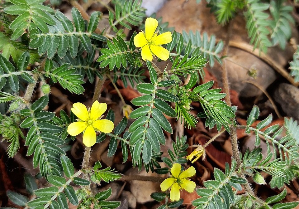 Tribulus Terrestris: Funciona Mesmo para Testosterona?