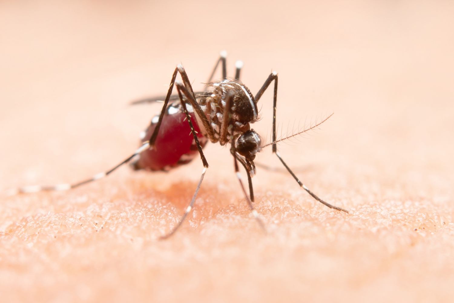 Vacina Dengue Brasil 2025: Avanços e Nova Produção Nacional